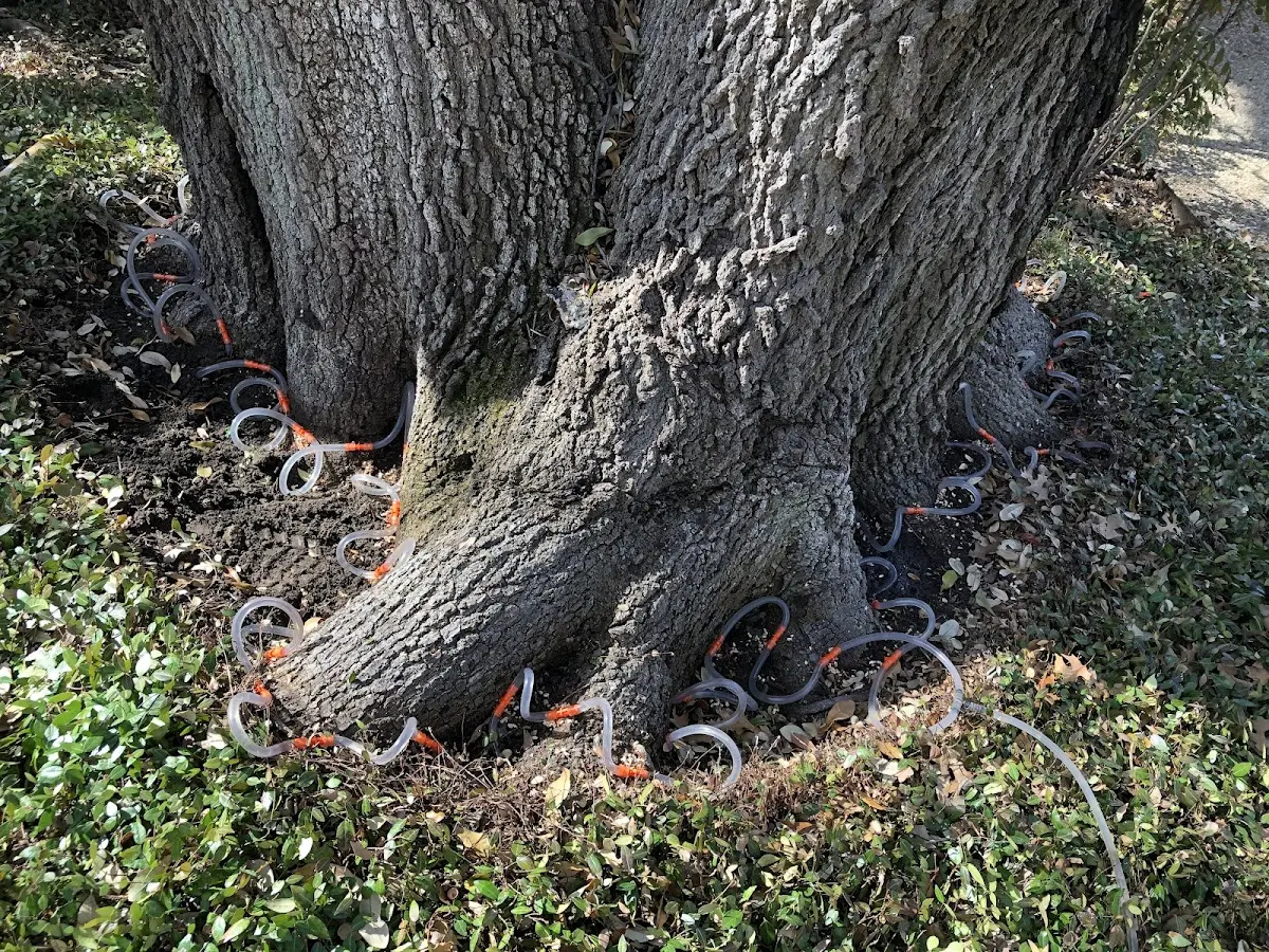 Detailed Tree Cabling and Bracing job site in West Park