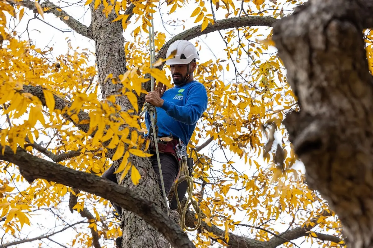 Skilled Tree Planing crew working in West Park