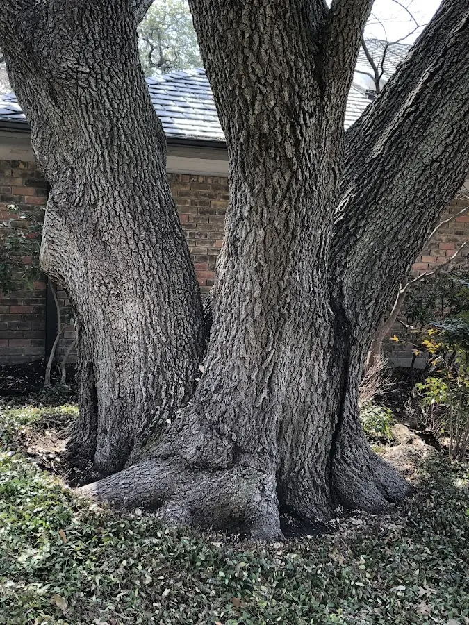 Mature heritage tree close to a West Park property cared for by certified arborists